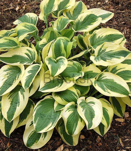 Hosta 'Wide Brim' 1,5 lit.